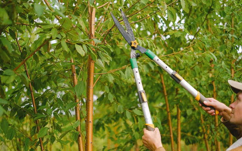 Tree trimming in Eugene, OR